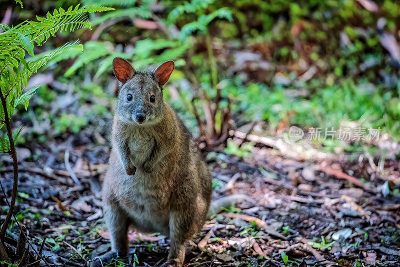 年轻的 Pademelon (Thylogale)